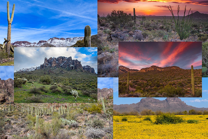 True Nature Media Sonoran Desert printable coloring pages